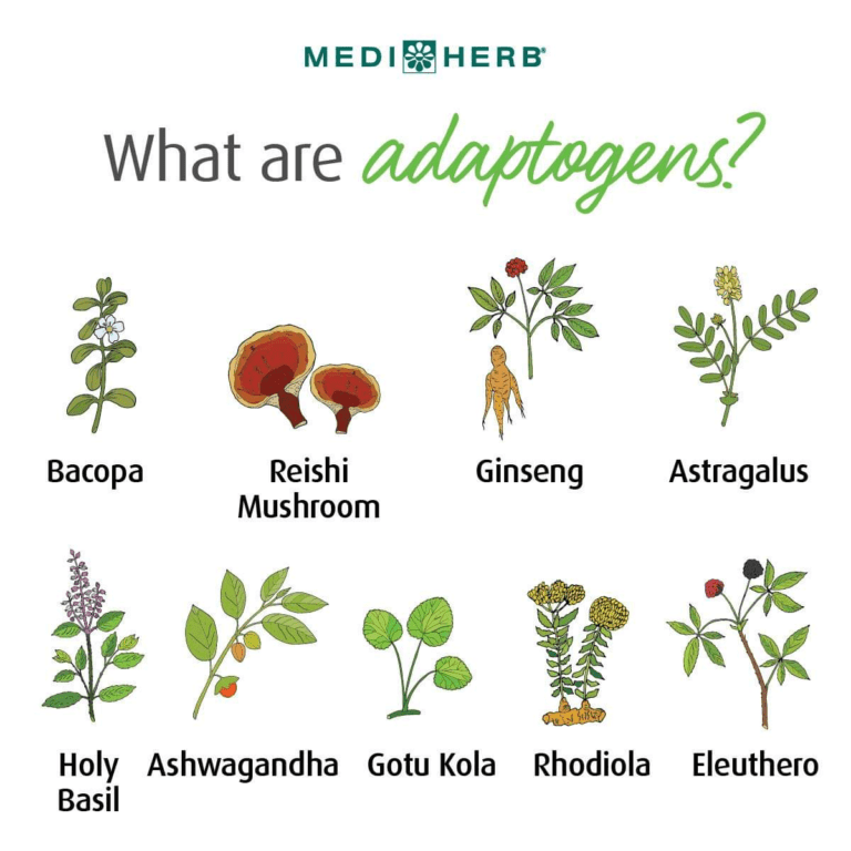 Adaptogens Align Chiropractic Wellness Center 9504